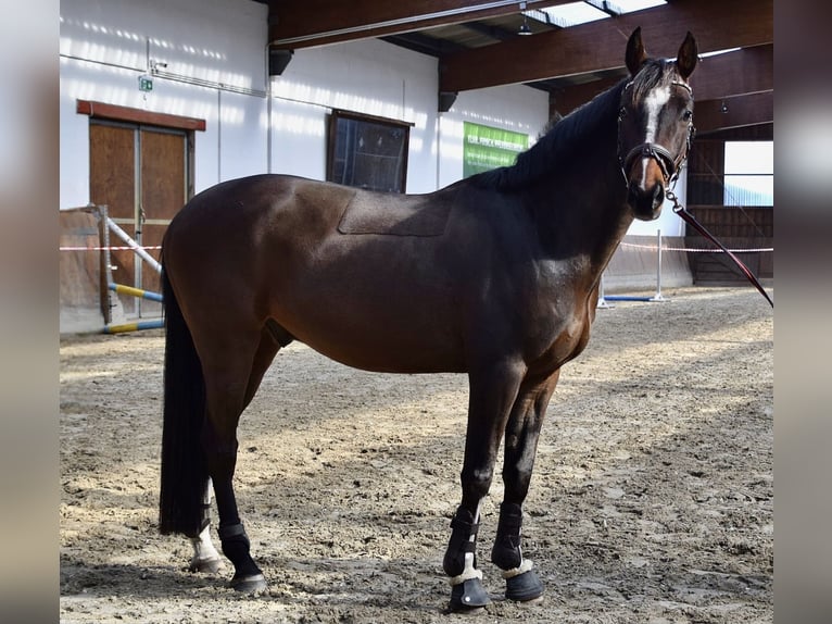 Deutsches Sportpferd Wallach 5 Jahre 160 cm Brauner in Bestensee