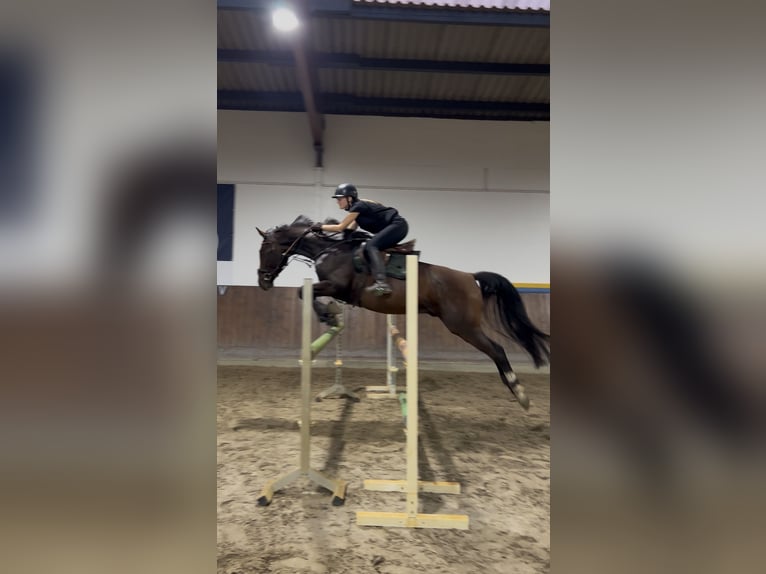 Deutsches Sportpferd Wallach 5 Jahre 160 cm Brauner in Bestensee