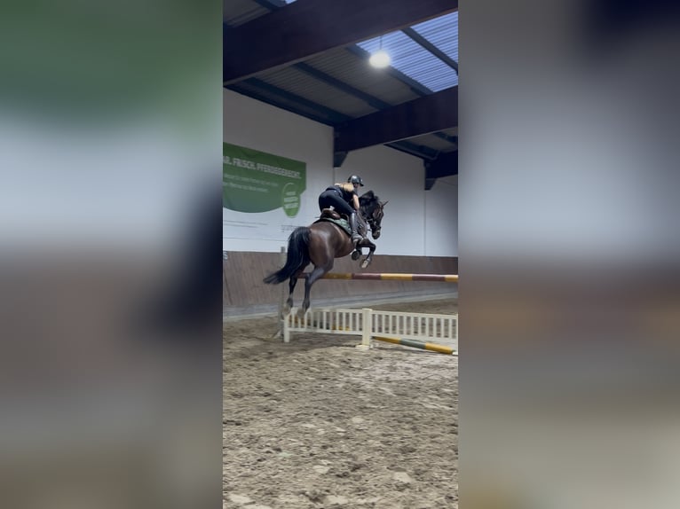 Deutsches Sportpferd Wallach 5 Jahre 160 cm Brauner in Bestensee