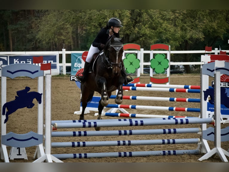 Deutsches Sportpferd Wallach 5 Jahre 160 cm Brauner in Bestensee