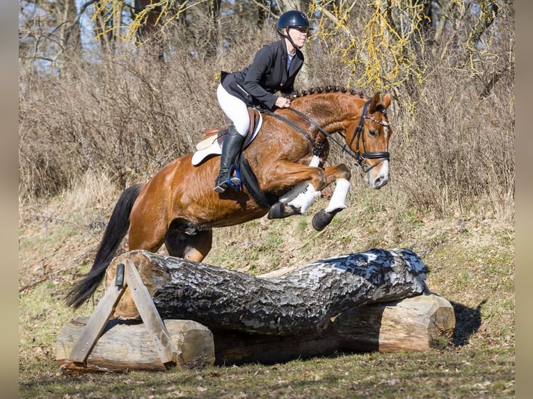 Deutsches Sportpferd Wallach 5 Jahre 160 cm Brauner in Moritzburg