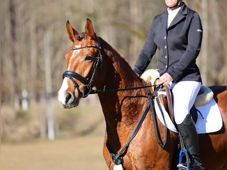 Deutsches Sportpferd Wallach 5 Jahre 160 cm Brauner in Moritzburg