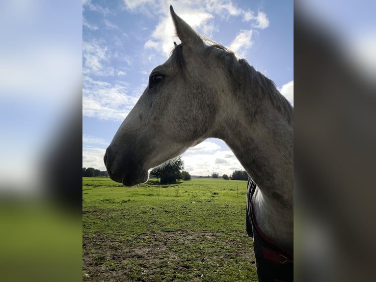 Deutsches Sportpferd Wallach 5 Jahre 160 cm Schimmel in Perleberg