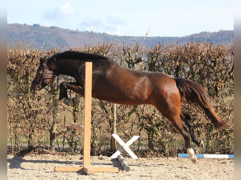 Deutsches Sportpferd Wallach 5 Jahre 161 cm Brauner in Offenburg Deutsches Sportpferd Wallach 5 Jahre 161 cm Brauner in Offenburg