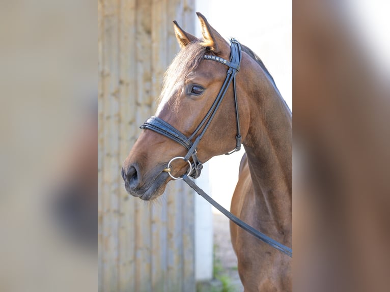 Deutsches Sportpferd Wallach 5 Jahre 162 cm Brauner in Lahntal
