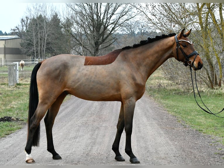 Deutsches Sportpferd Wallach 5 Jahre 162 cm Brauner in Kamern
