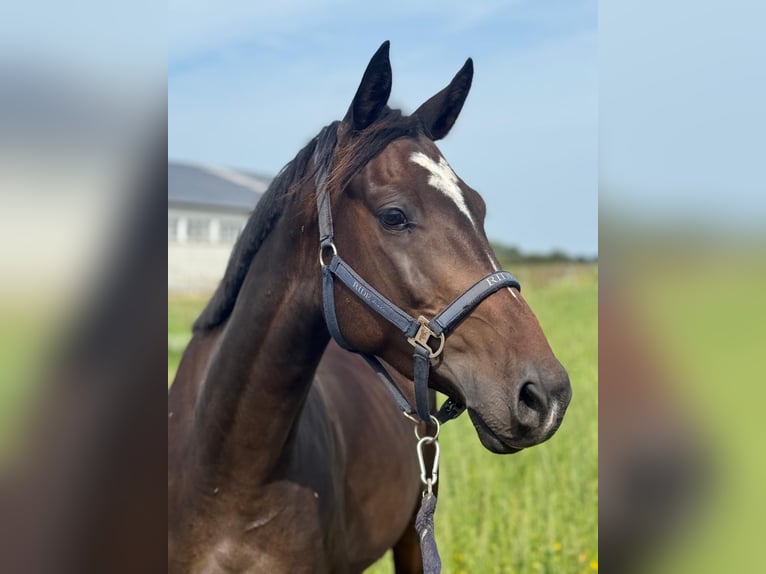 Deutsches Sportpferd Wallach 5 Jahre 162 cm Brauner in Rhinow