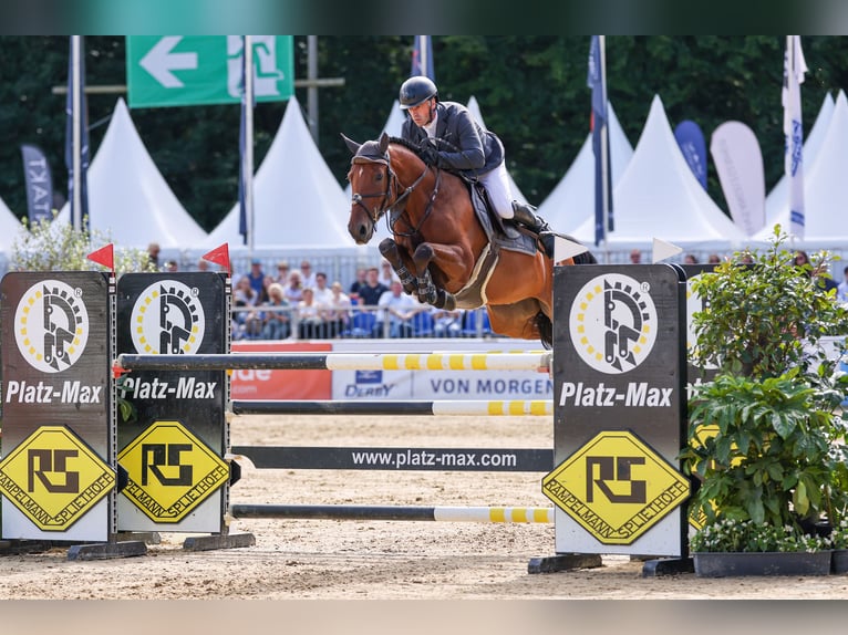 Deutsches Sportpferd Wallach 5 Jahre 162 cm Brauner in Walzbachtal