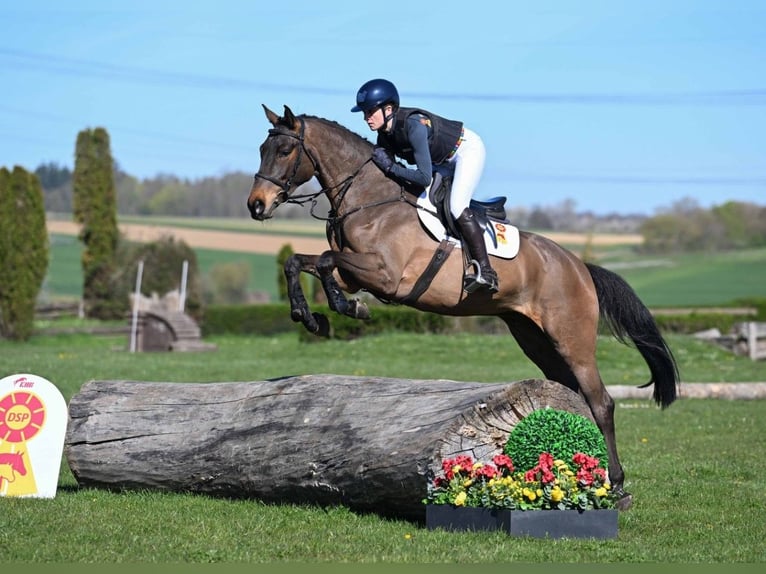 Deutsches Sportpferd Wallach 5 Jahre 162 cm Brauner in Gomadingen