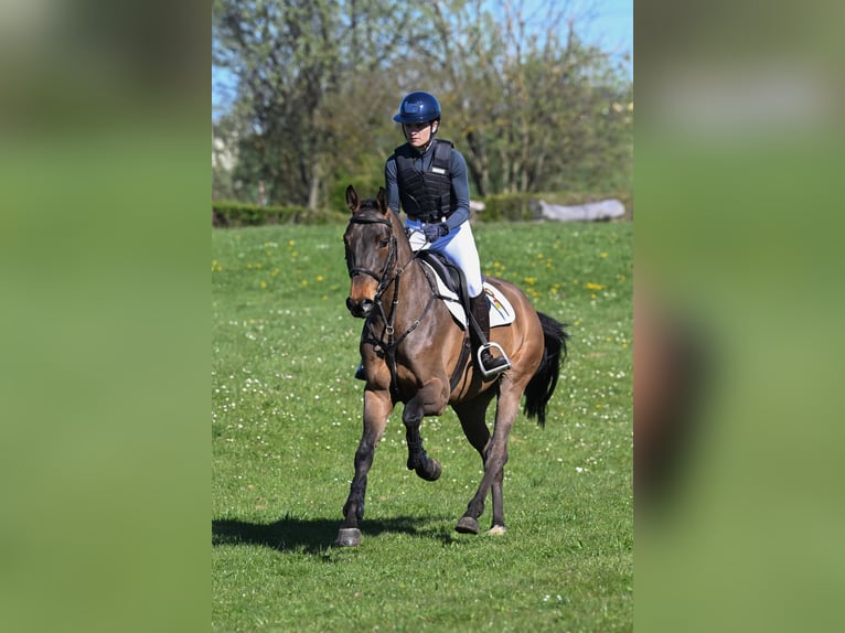 Deutsches Sportpferd Wallach 5 Jahre 162 cm Brauner in Gomadingen
