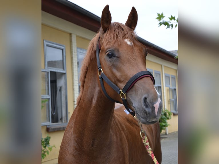 Deutsches Sportpferd Wallach 5 Jahre 162 cm in Brandenburg an der Havel