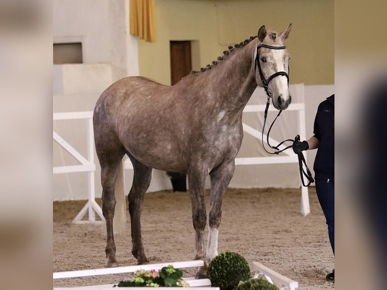 Deutsches Sportpferd Wallach 5 Jahre 162 cm Schimmel in Neuendorf