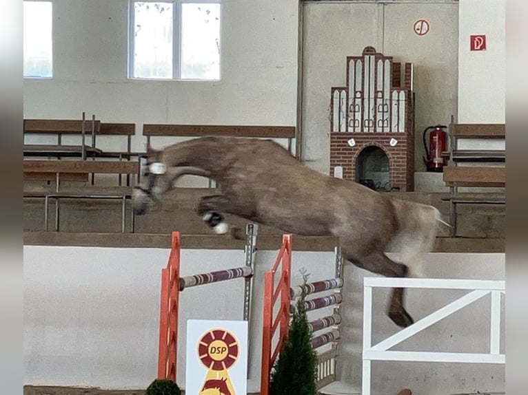 Deutsches Sportpferd Wallach 5 Jahre 162 cm Schimmel in Neuendorf