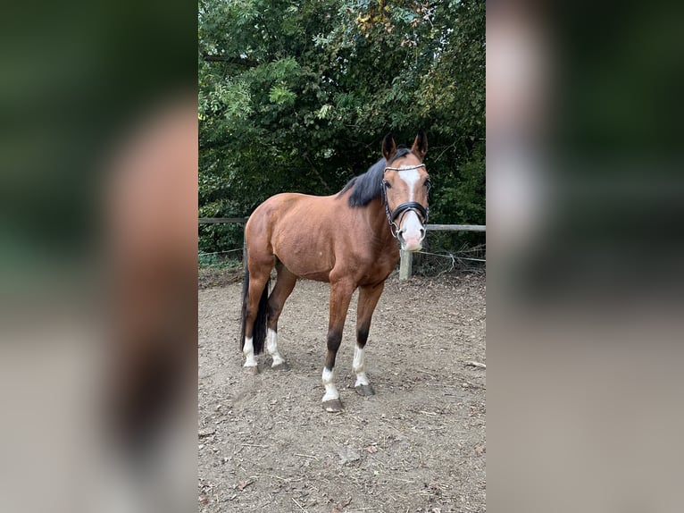 Deutsches Sportpferd Wallach 5 Jahre 163 cm Brauner in Falkenberg