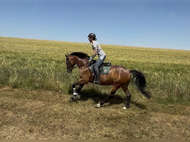 Deutsches Sportpferd Wallach 5 Jahre 163 cm Brauner in Berga- Wünschendorf