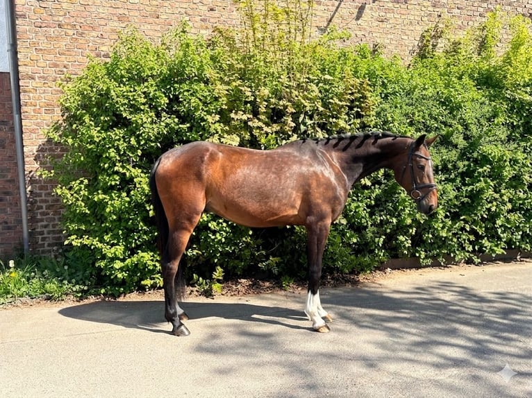 Deutsches Sportpferd Wallach 5 Jahre 163 cm Brauner in Niederkassel