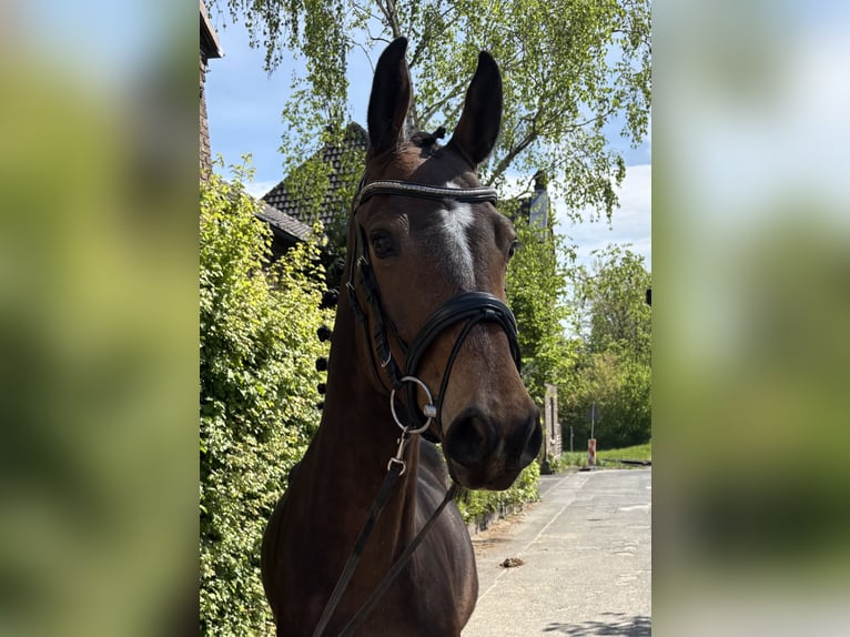 Deutsches Sportpferd Wallach 5 Jahre 163 cm Brauner in Niederkassel