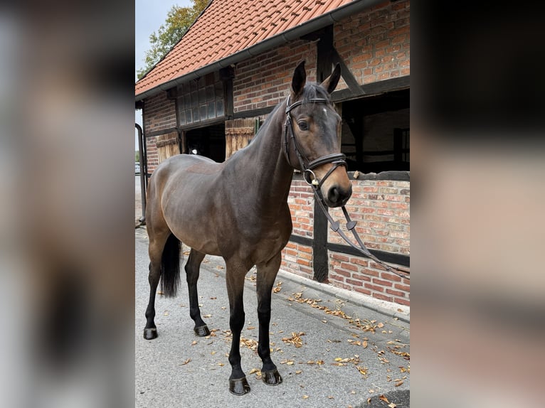 Deutsches Sportpferd Wallach 5 Jahre 163 cm Brauner in Horstmar Deutsches Sportpferd Wallach 5 Jahre 163 cm Brauner in Horstmar