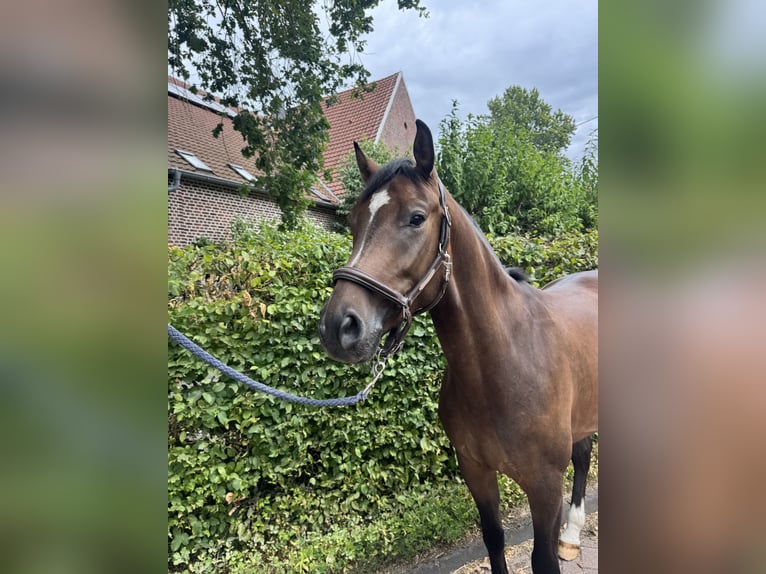 Deutsches Sportpferd Wallach 5 Jahre 163 cm Brauner in Senden