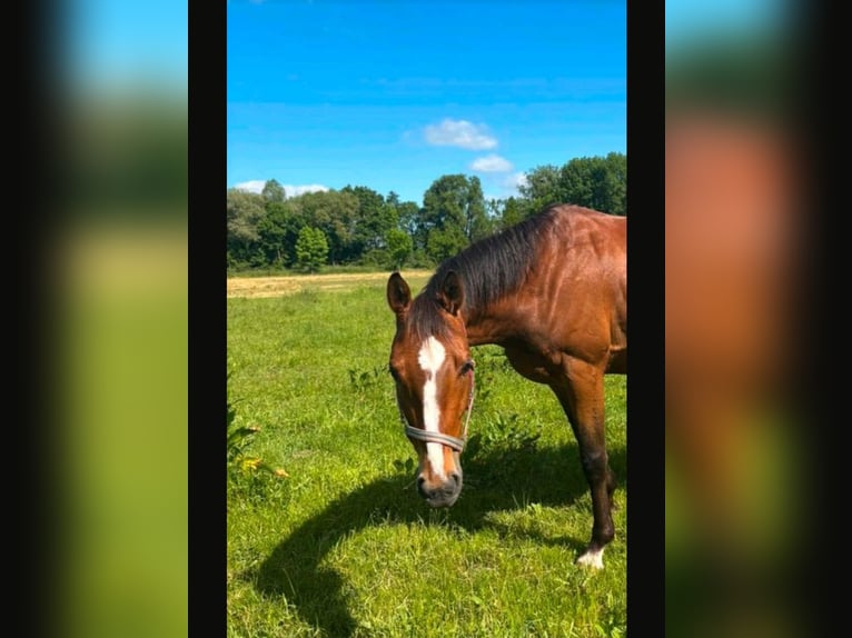 Deutsches Sportpferd Wallach 5 Jahre 163 cm Brauner in Libbesdorf