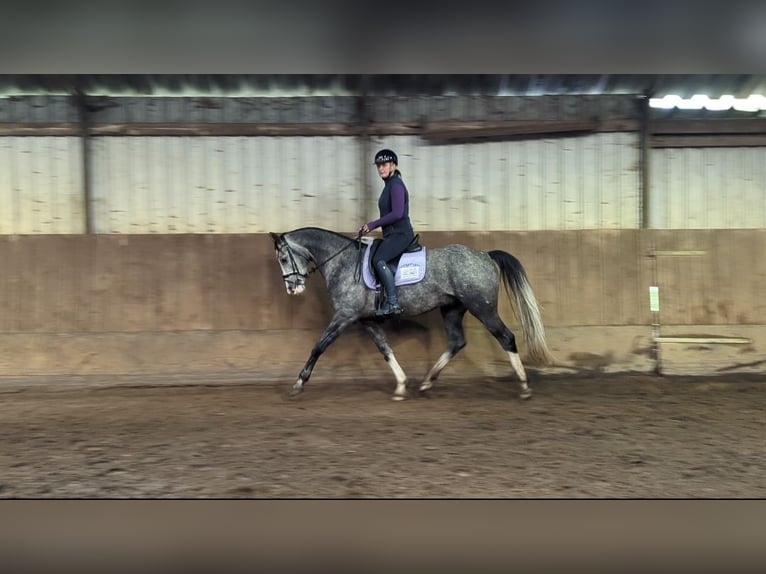 Deutsches Sportpferd Wallach 5 Jahre 163 cm in Wijk en Aalburg