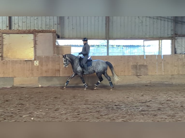 Deutsches Sportpferd Wallach 5 Jahre 163 cm in Wijk en Aalburg