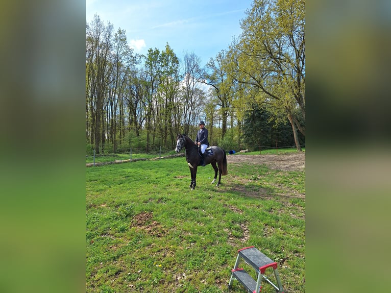 Deutsches Sportpferd Wallach 5 Jahre 163 cm Rappschimmel in Walternienburg