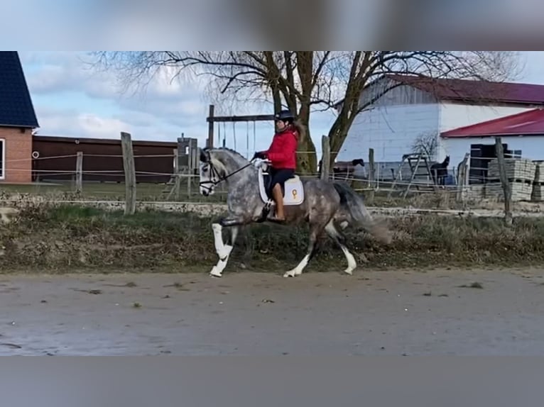 Deutsches Sportpferd Wallach 5 Jahre 163 cm Schimmel in Bismark (Altmark) OT Grävenitz