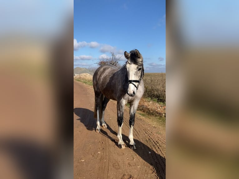 Deutsches Sportpferd Wallach 5 Jahre 163 cm Schimmel in Bismark (Altmark) OT Grävenitz