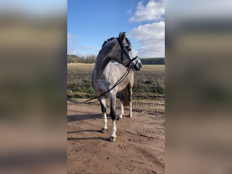 Deutsches Sportpferd Wallach 5 Jahre 163 cm Schimmel in Bismark (Altmark) OT Grävenitz