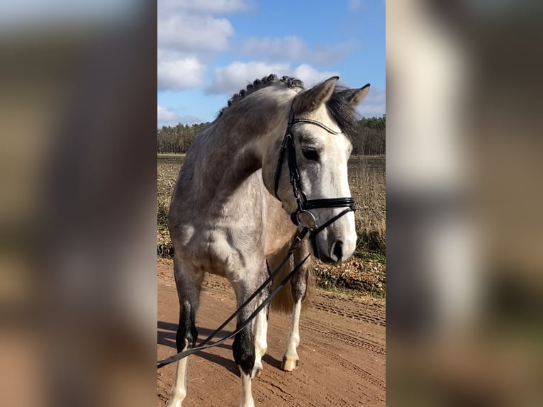 Deutsches Sportpferd Wallach 5 Jahre 163 cm Schimmel in Bismark (Altmark) OT Grävenitz