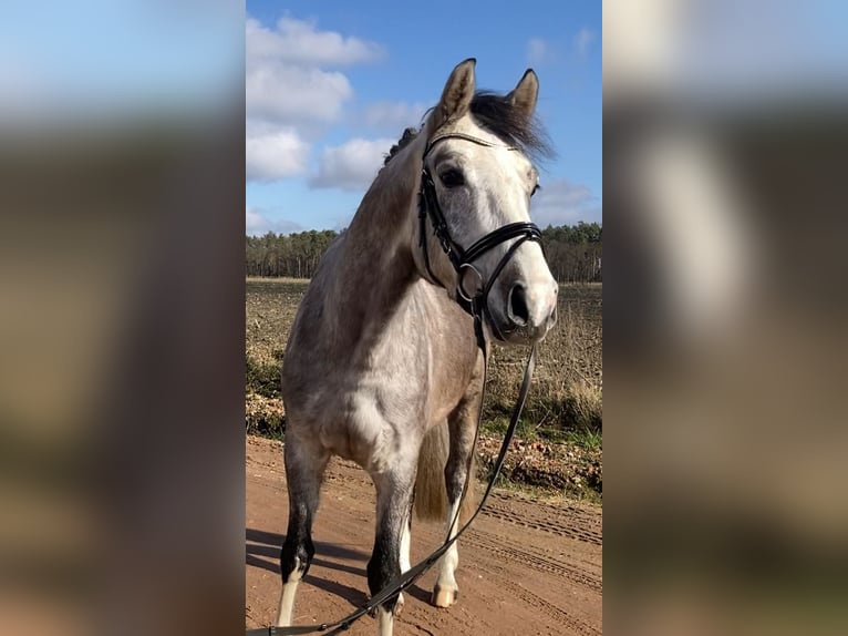 Deutsches Sportpferd Wallach 5 Jahre 163 cm Schimmel in Bismark (Altmark) OT Grävenitz