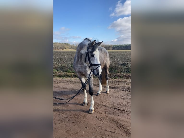 Deutsches Sportpferd Wallach 5 Jahre 163 cm Schimmel in Bismark (Altmark) OT Grävenitz