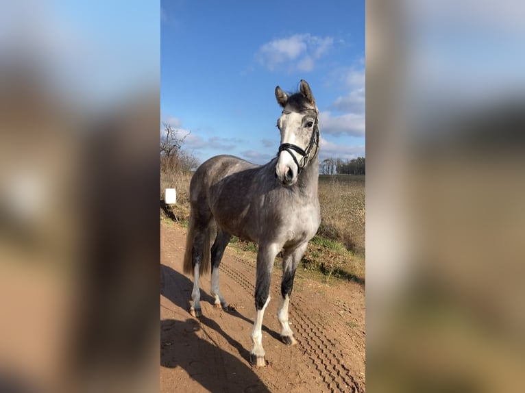 Deutsches Sportpferd Wallach 5 Jahre 163 cm Schimmel in Bismark (Altmark) OT Grävenitz