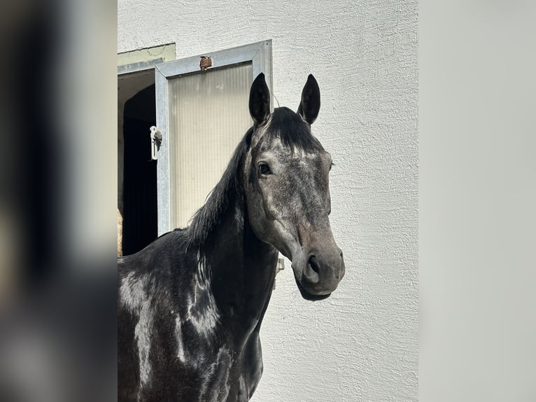 Deutsches Sportpferd Wallach 5 Jahre 163 cm Schimmel in Cavertitz