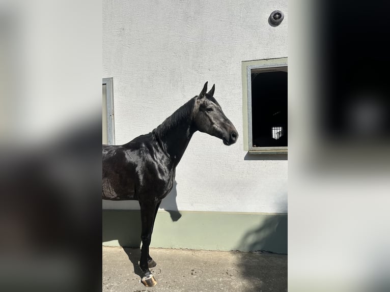 Deutsches Sportpferd Wallach 5 Jahre 163 cm Schimmel in Cavertitz