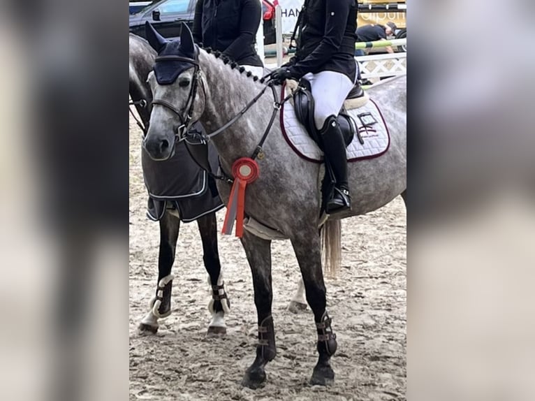 Deutsches Sportpferd Wallach 5 Jahre 164 cm Apfelschimmel in Weeze