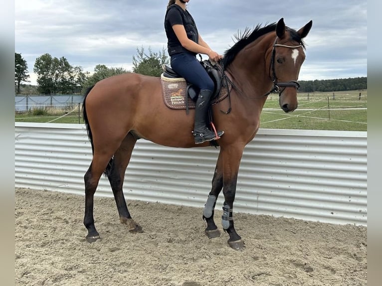 Deutsches Sportpferd Wallach 5 Jahre 164 cm Brauner in Bad Schmiedeberg
