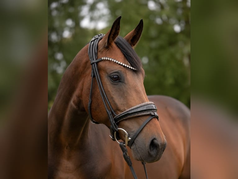Deutsches Sportpferd Wallach 5 Jahre 164 cm Dunkelbrauner in Zahna-Elster