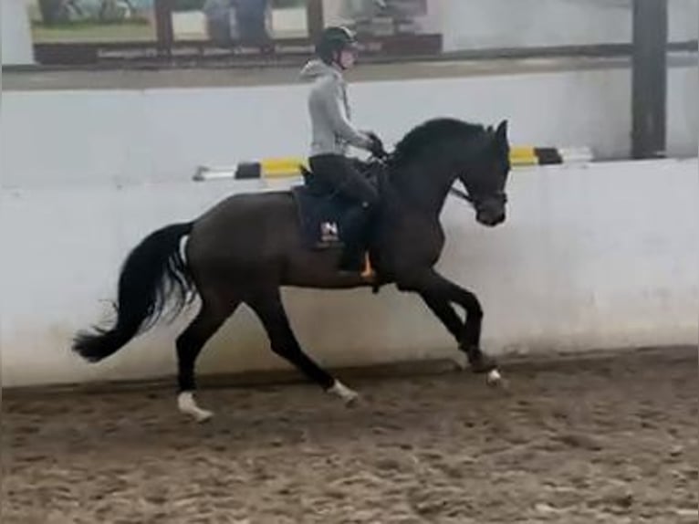 Deutsches Sportpferd Wallach 5 Jahre 164 cm Dunkelbrauner in Zahna-Elster