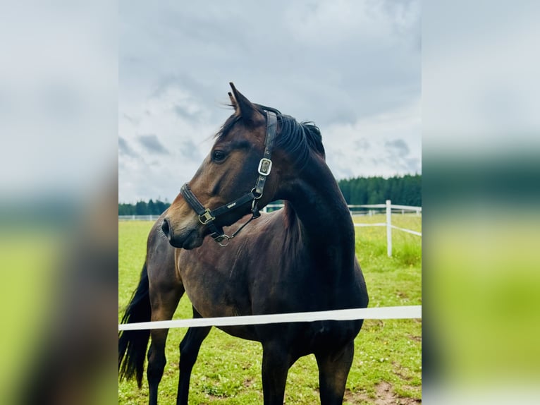 Deutsches Sportpferd Wallach 5 Jahre 164 cm Dunkelbrauner in Königsfeld im Schwarzwald
