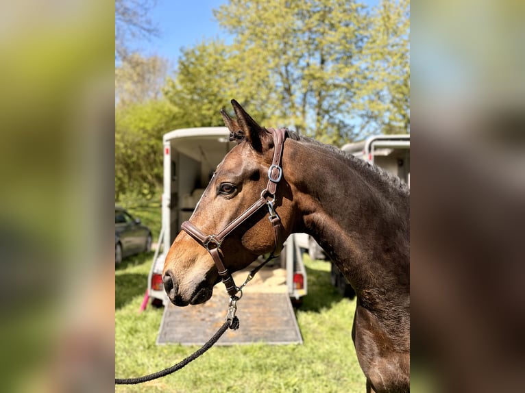 Deutsches Sportpferd Wallach 5 Jahre 164 cm Dunkelbrauner in Königsfeld im Schwarzwald