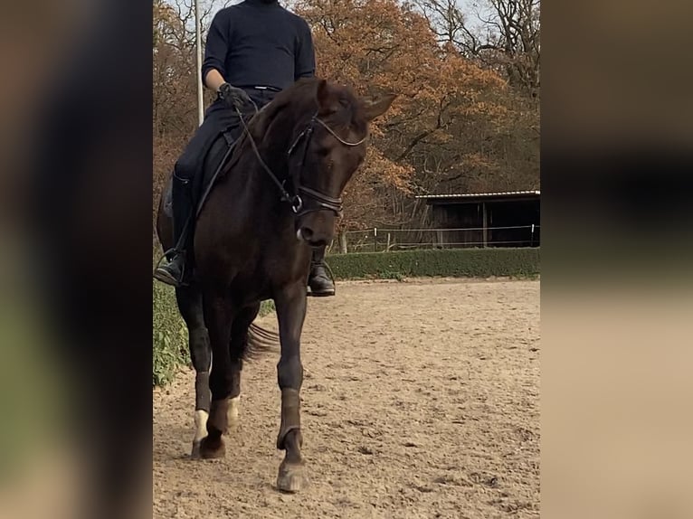 Deutsches Sportpferd Wallach 5 Jahre 164 cm Dunkelfuchs in Brieselang