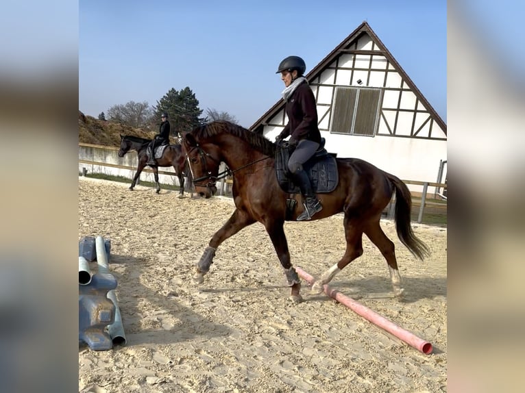 Deutsches Sportpferd Wallach 5 Jahre 164 cm Dunkelfuchs in TreburTrebur