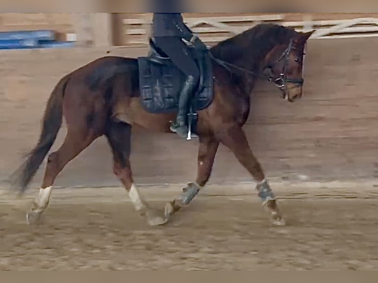 Deutsches Sportpferd Wallach 5 Jahre 164 cm Dunkelfuchs in TreburTrebur