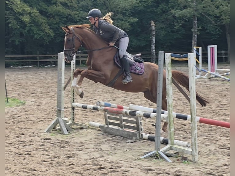 Deutsches Sportpferd Wallach 5 Jahre 164 cm Dunkelfuchs in Braunschweig