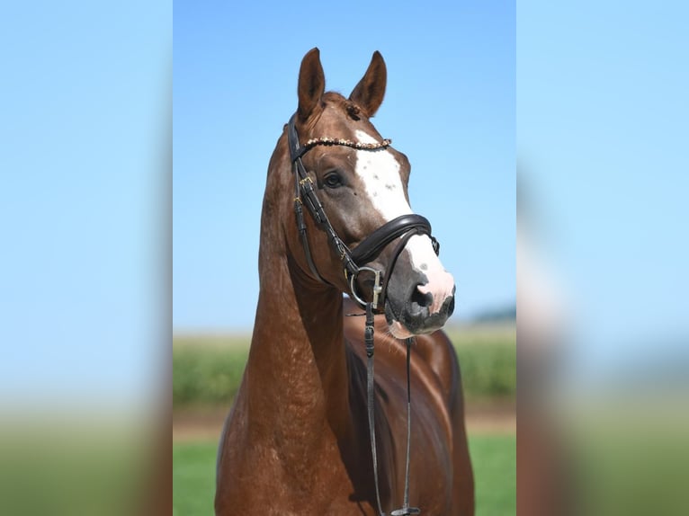 Deutsches Sportpferd Wallach 5 Jahre 164 cm Dunkelfuchs in Gerstetten