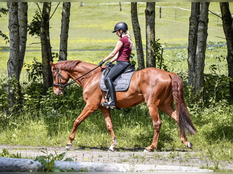 Deutsches Sportpferd Wallach 5 Jahre 164 cm Fuchs in Linz