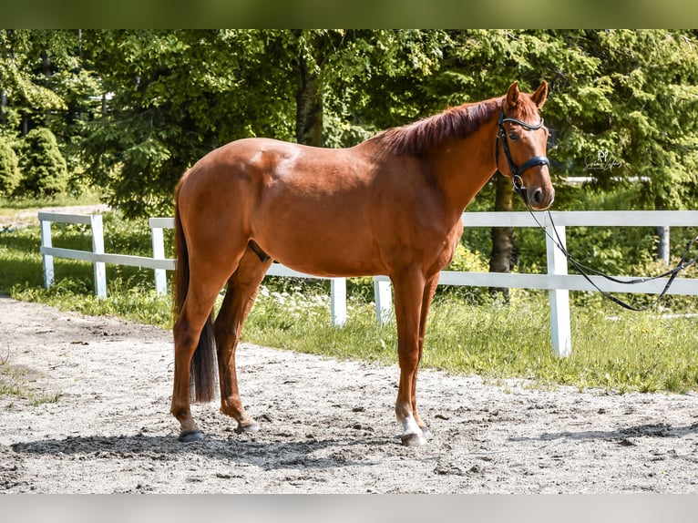 Deutsches Sportpferd Wallach 5 Jahre 164 cm Fuchs in Linz