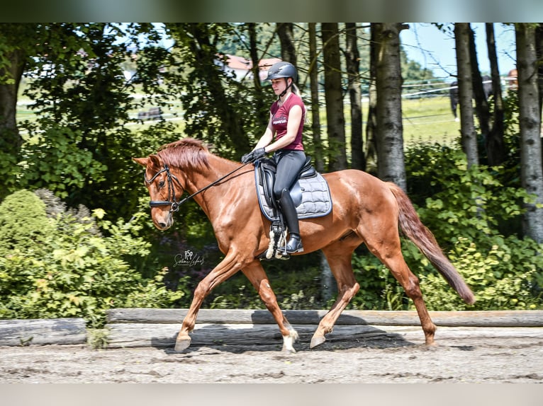 Deutsches Sportpferd Wallach 5 Jahre 164 cm Fuchs in Linz